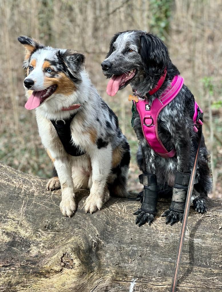 Le Bon Compagnon - Dog Walker & Educateur Canin 3